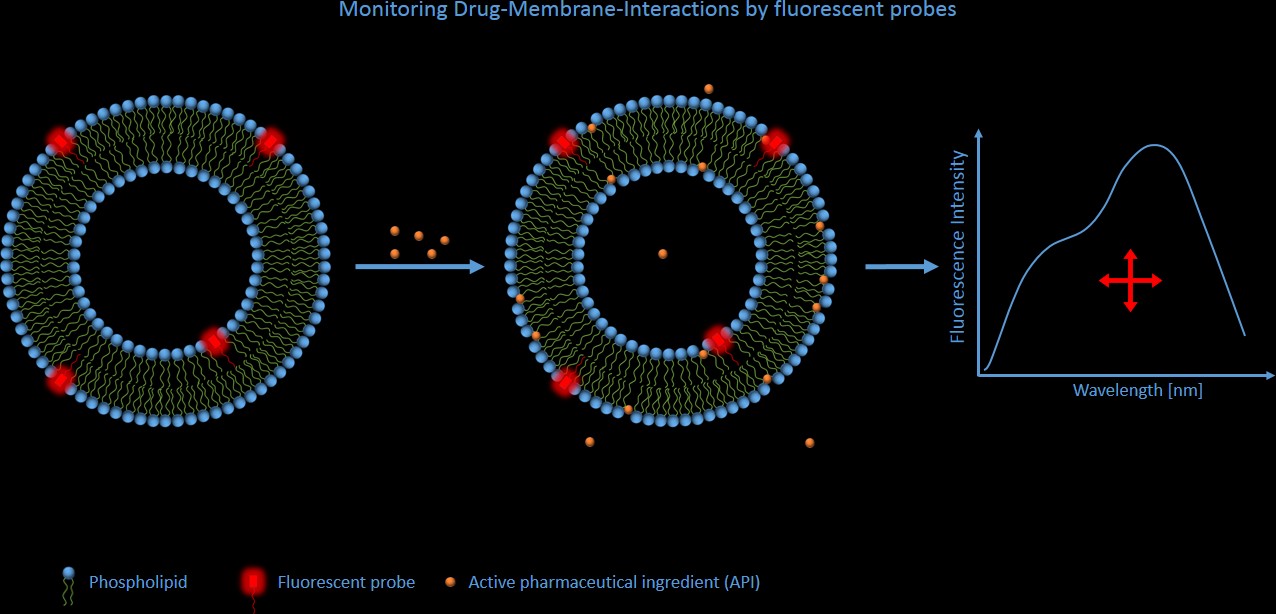 GA_APIMembranes_2013_cut.jpg