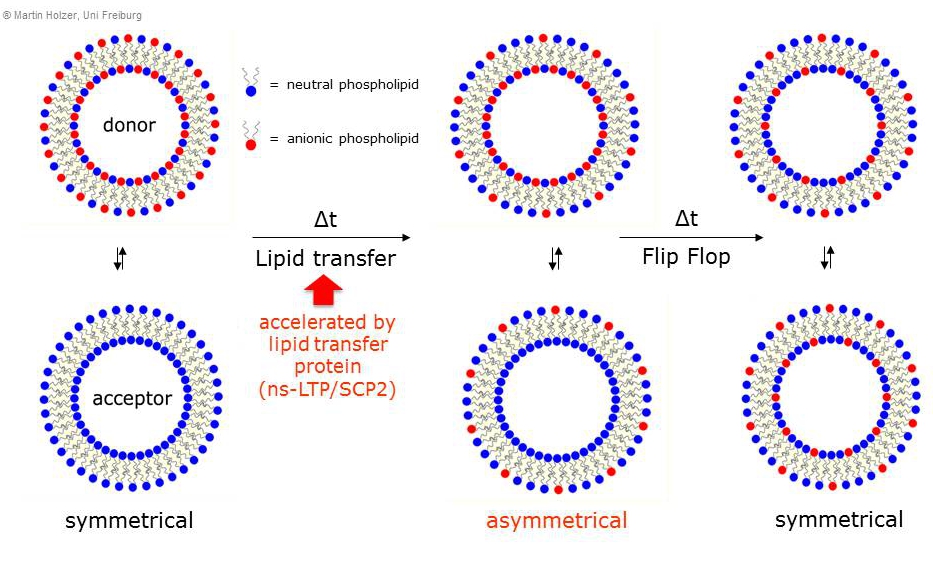 GA_Lipidtransfer_gross.jpg