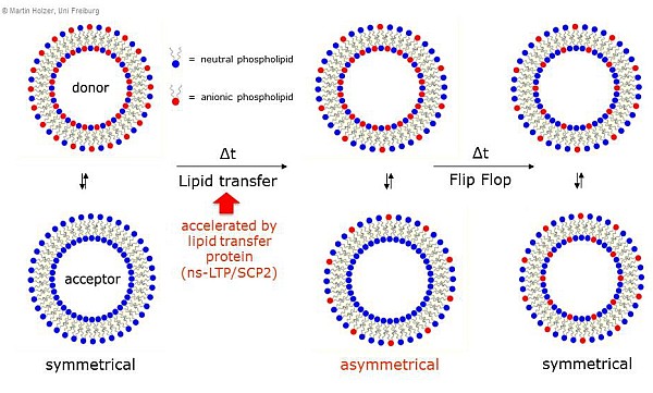 GA_Lipidtransfer_medium.jpg